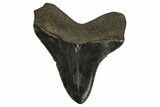 Serrated, Juvenile Megalodon Tooth - South Carolina #310093-1